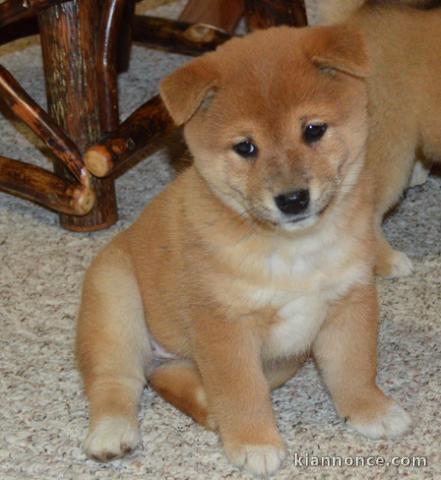 Chiots shiba inu pour bonne famille