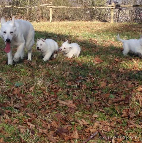 Disponible de suite Chiots Berger Blanc Suisse 