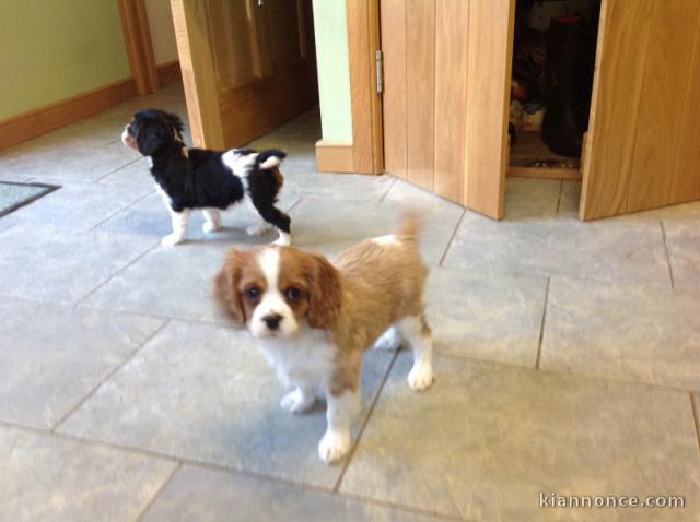 Cavaliers King Charles disponible de suite