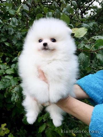 Disponible de suite Chiots Spitz Nain Poméranien