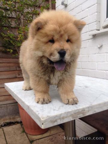 Chiots Chow chow disponible