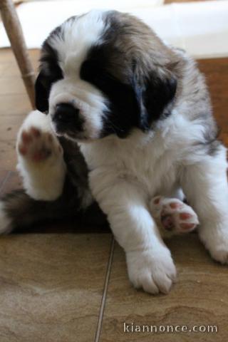 Disponible de suite Chiots Saint Bernard