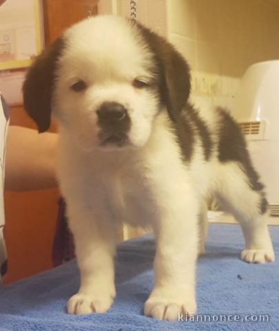 Disponible de suite Chiots St Bernard