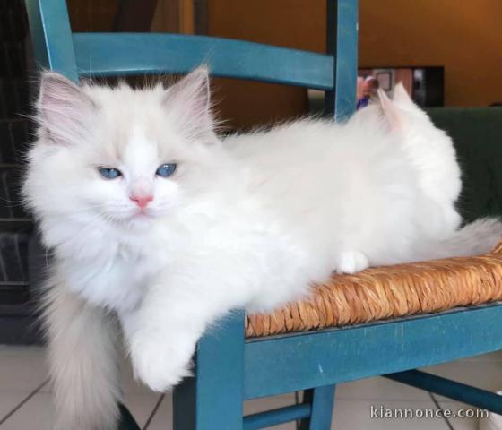 chatons Ragdolls Disponible de suite