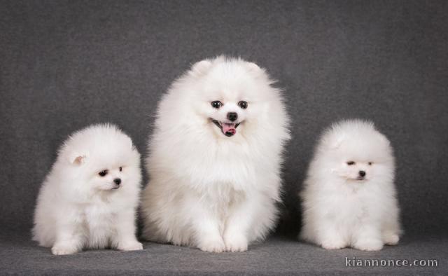 je vous presente des chiots spitz nain