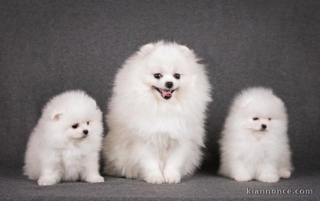 Formidable chiots spits nain