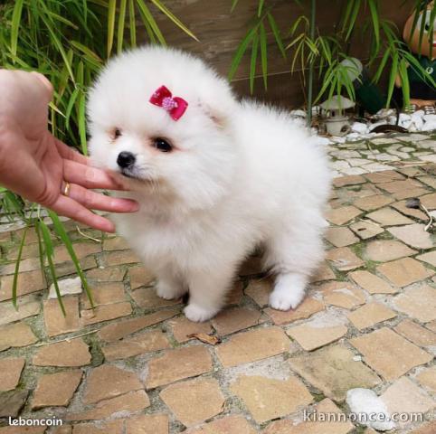 Magnifiques Chiots spitz nain  lof