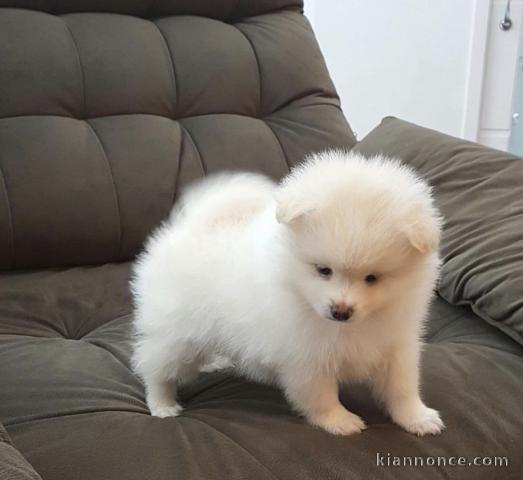 formidable  chiots spitz nain lof