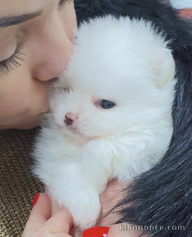 Adorable un chiots spitz nain non