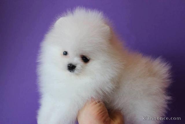 Bonjour, magnifique bébés chiots spitz nain