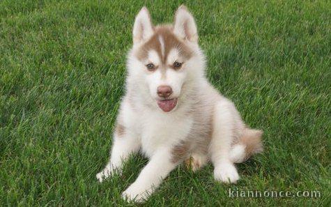 Chiots husky siberien pour bonne maman