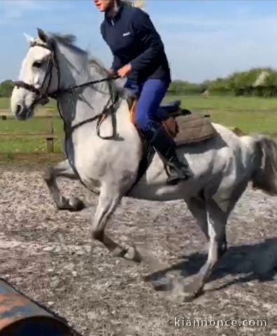 BEAUTIFUL  CONNEMARA HORSE