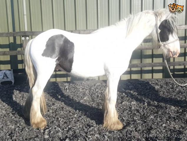 4 YEARS OLD COB GELDING HORSE