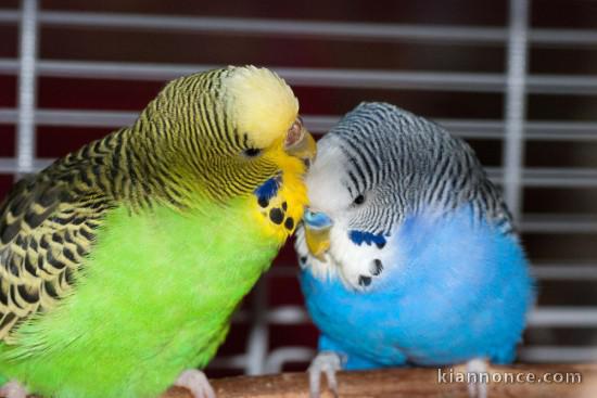  Perroquet ara bleu et budgie