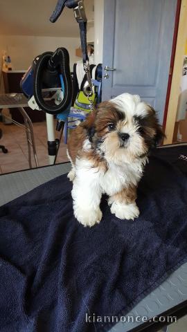 Disponible de suite Chiots SHIH TZU