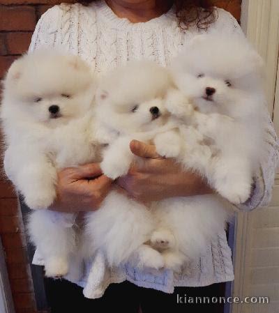 Disponible de suite Chiots Spitz Nain Poméranien