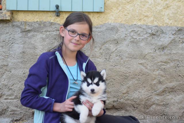 Adorable Siberian Husky Femelle à donner