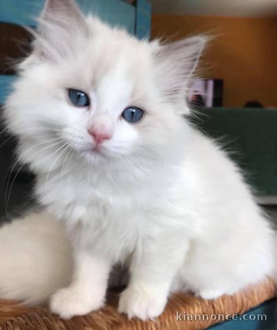 chatons Ragdolls Disponible de suite