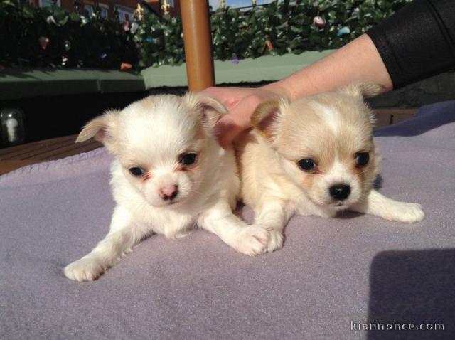 Chiots Chihuahua disponible