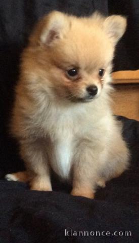 Chiots Chihuahua poils long disponible