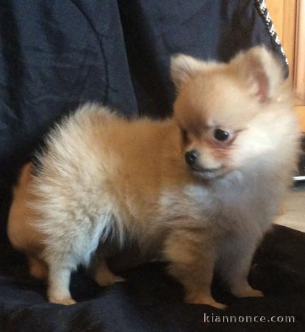 Chiots Chihuahua poils long disponible