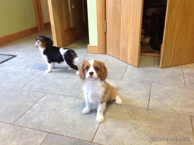 Cavaliers King Charles disponible de suite