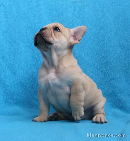 Disponible de suite Chiots Bouledogues français