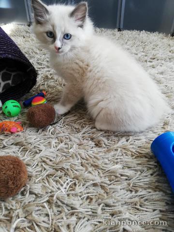 Disponible de suite Chatons Ragdolls