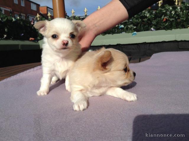 Chiots Chihuahua disponible