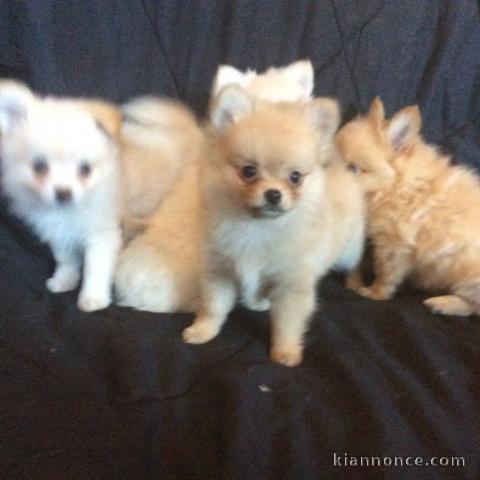 Chihuahua chiots disponible de suite