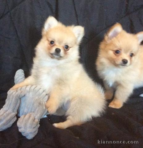 Disponible de suite Chiots Chihuahua Poils longs