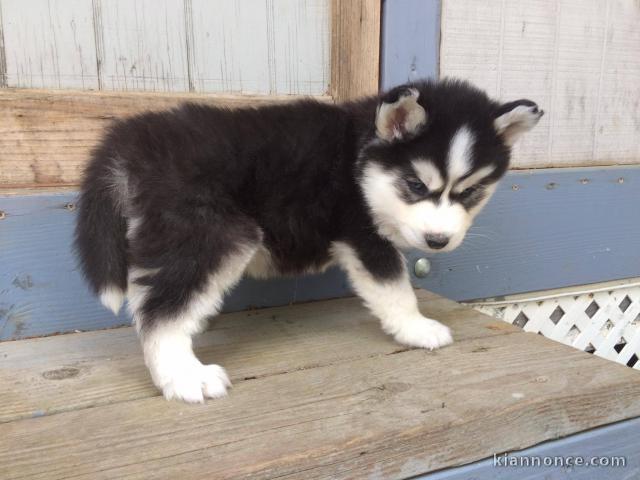 Disponible de suite Chiots Husky de Sibérie