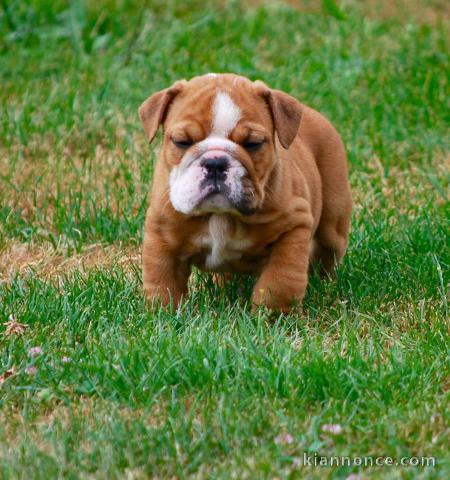 Disponible de suite Chiots Bouledogues Anglais