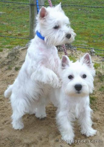 Disponible de suite Chiots Westies