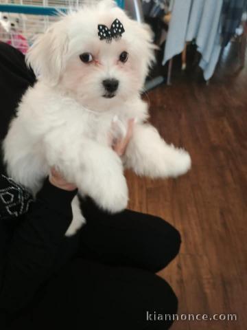 Disponible de suite Chiots Bichons Maltais