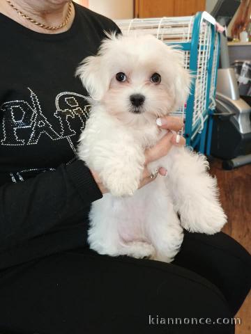 Disponible de suite Chiots Bichons Maltais