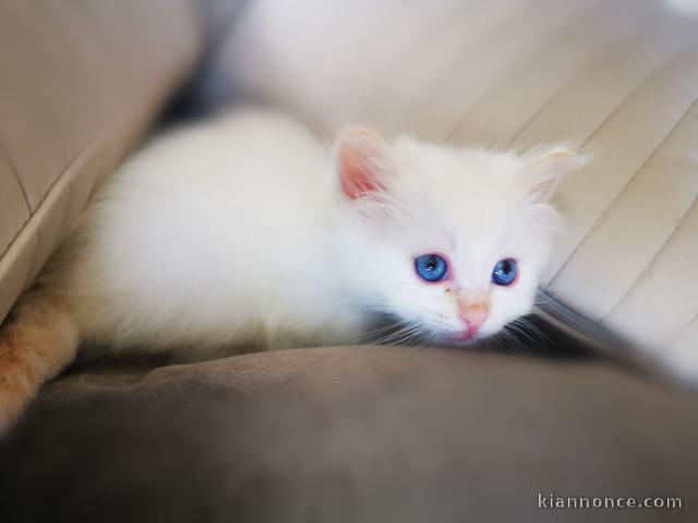 Chatons Birman pour l\