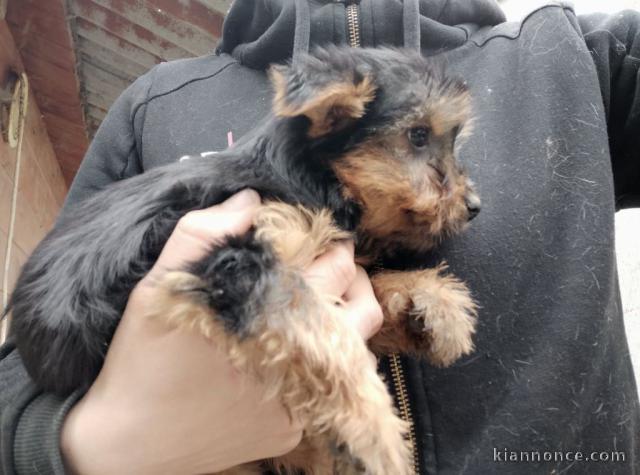 Chiots Australian Silky Terrier 