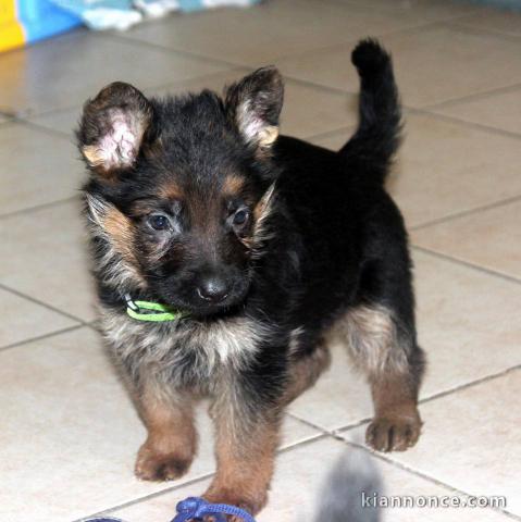 Chiots berger allemand LOF DISPONIBLE DE SUITE