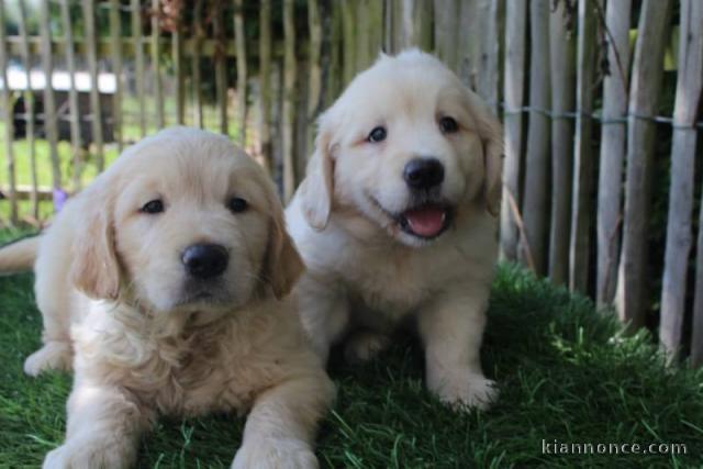 Magnifiques Chiots Golden Retriever à donner