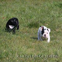 Chiots Bouledogues français disponible de suite