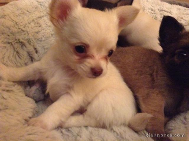 Chiots Chihuahua disponible