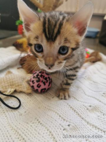 Adorable chaton bengal 