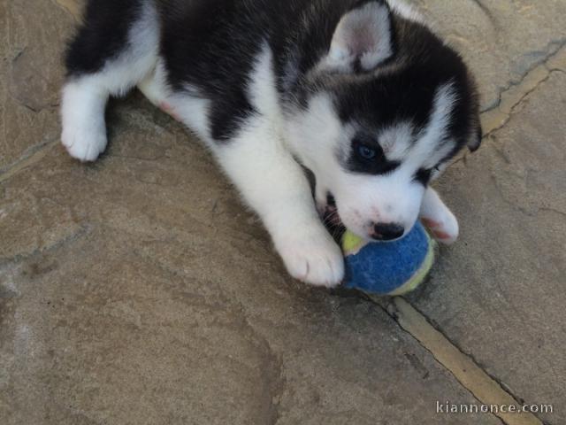 Disponible de suite Chiots Husky de Sibérie