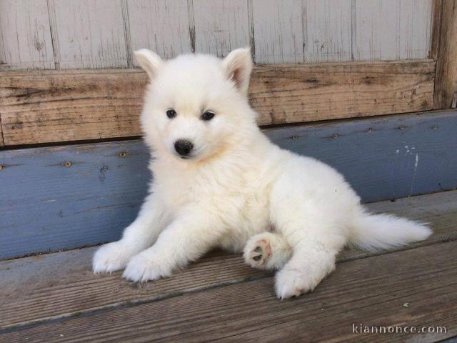 Disponible de suite Chiots Husky de Sibérie