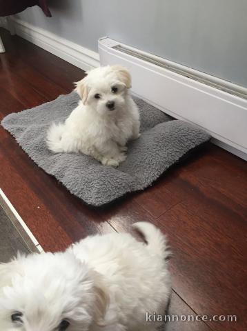 Disponible de suite Chiots bichons