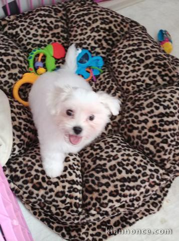 Disponible de suite Chiots Bichons Maltais