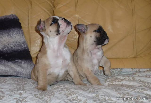 Disponible de suite Chiots Bouledogues français