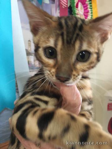 Magnifiques Chatons Bengal disponibles a Donner