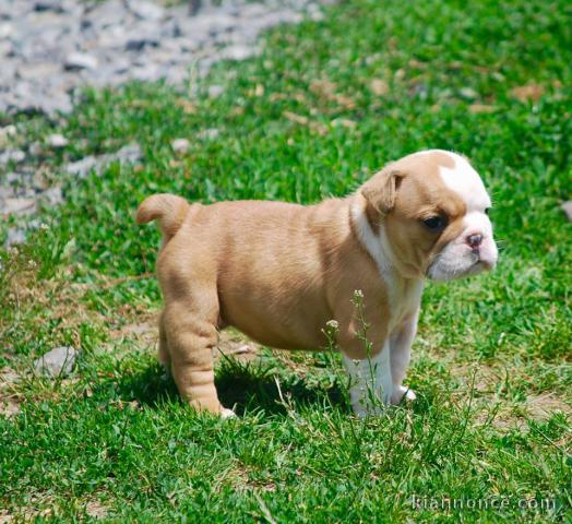 Disponible de suite Chiots Bouledogues Anglais